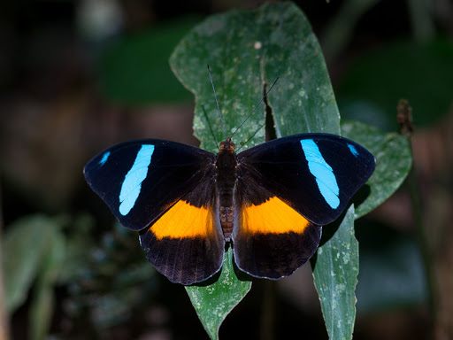 màu xanh da trời 1